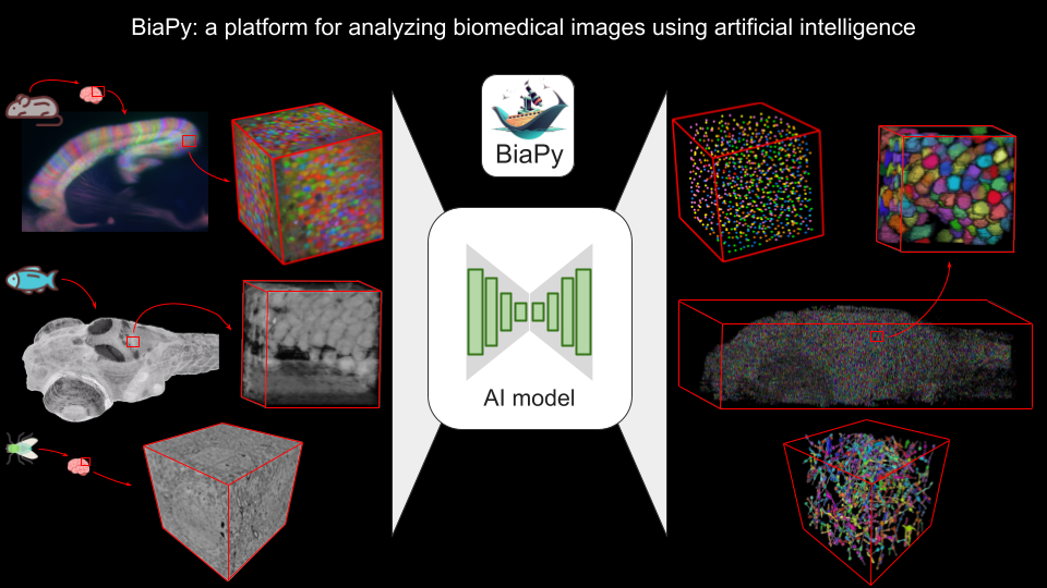 BiaPy: An open AI platform for accessible and scalable Biomedical Image ...
