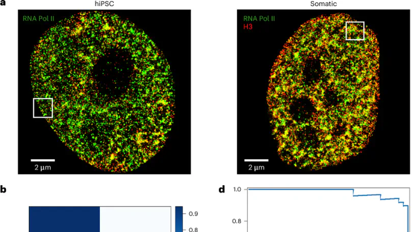 New AI Tool Scans STORM Images to Distinguish Cancer Cells from Normal Cells
