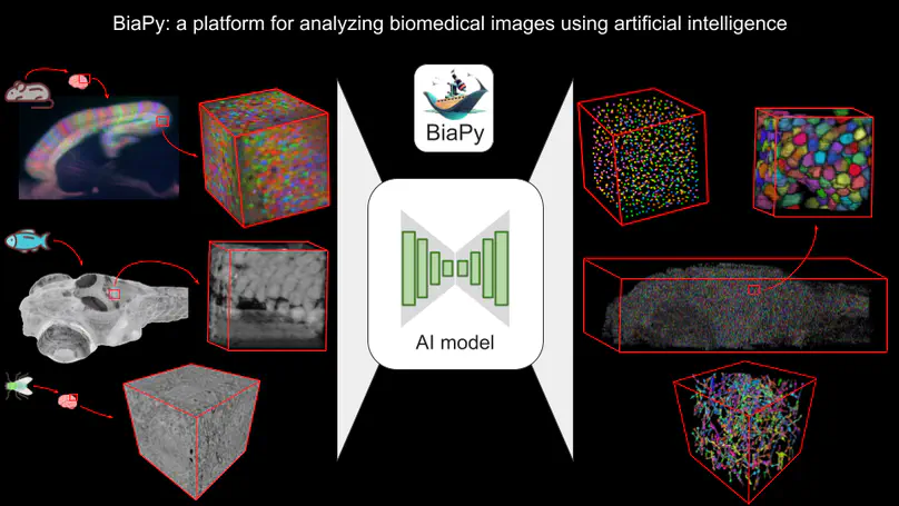 BiaPy: An Open AI Platform for Accessible and Scalable Biomedical Image Analysis