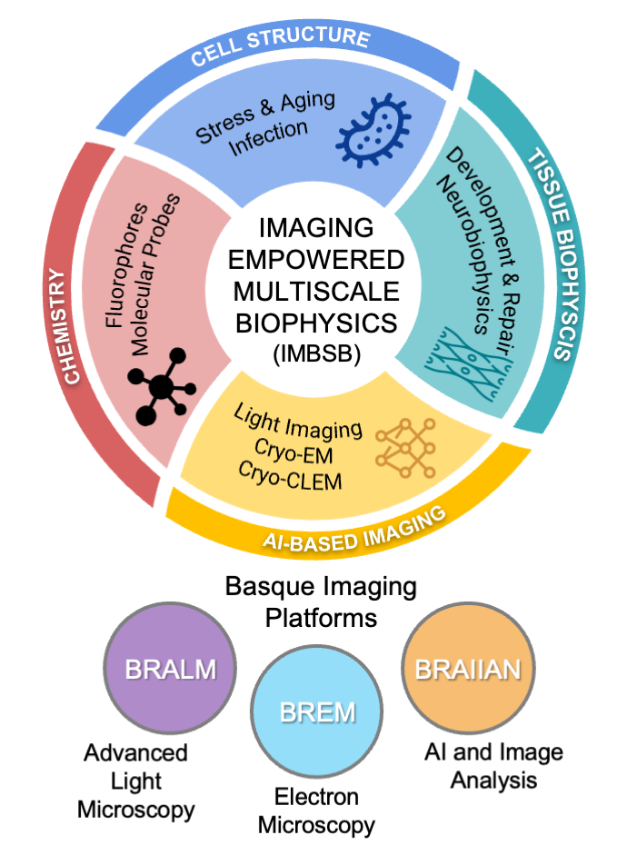 IEMSB bridges cellular structure, tissue biophysics, AI-based imaging and chemistry through Basque imaging platforms