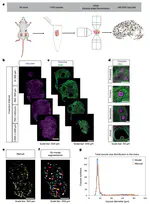 Three-dimensional mapping of intact ovaries reveals the aging dynamics of the ovarian reserve