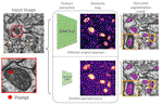 Lightweight Zero-Shot Segmentation of Mitochondria in Electron Microscopy Images